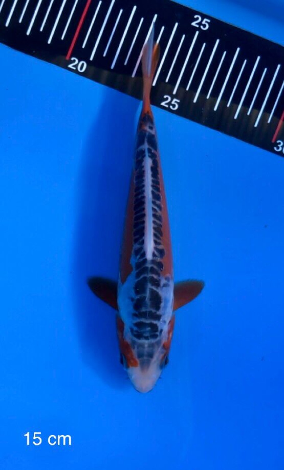 Best In Size D 16 - 20 cm