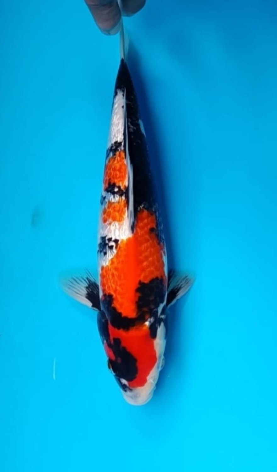 Best In Size B 26 - 30 cm