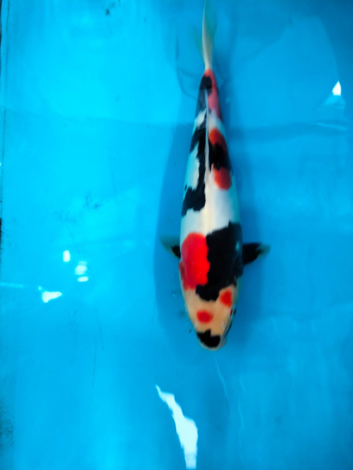 Juara 5