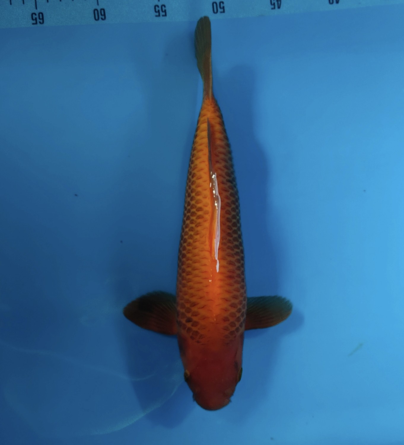 Juara 1