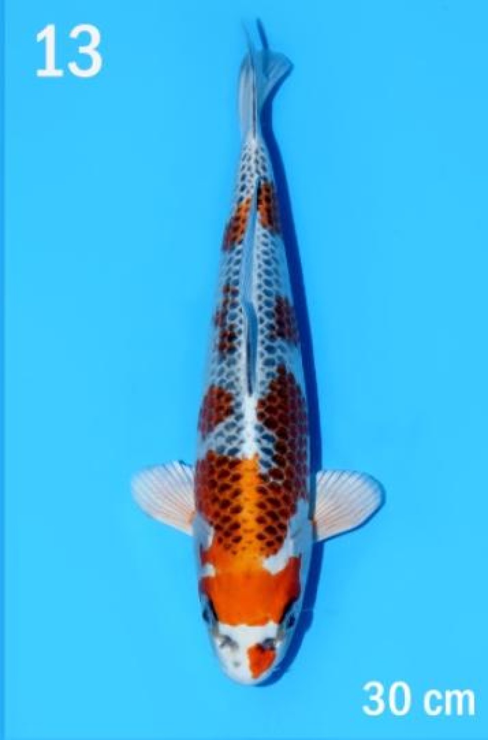 Juara 1