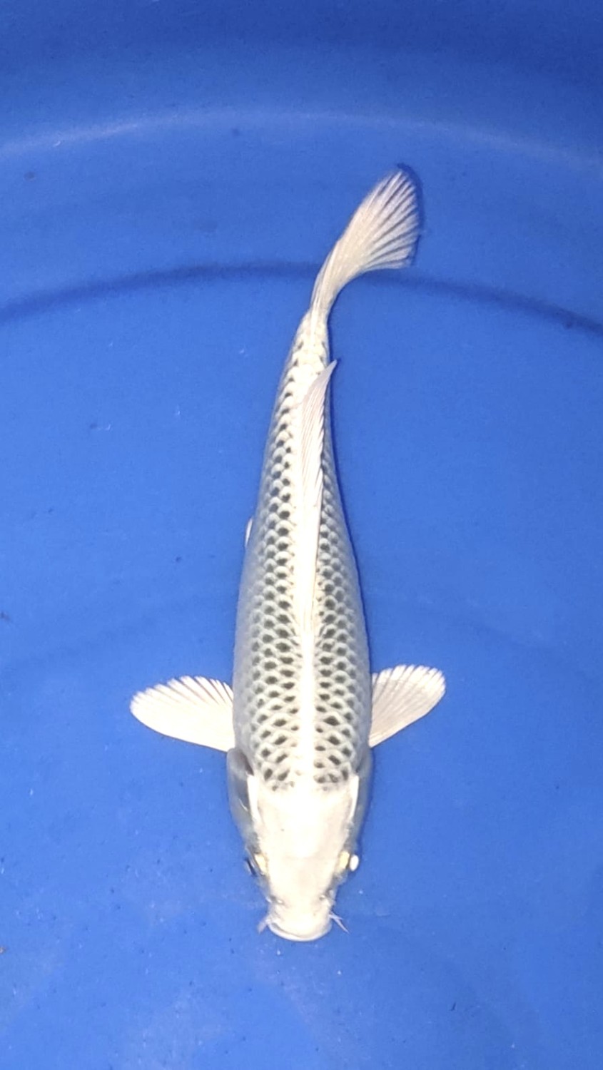 Juara 1