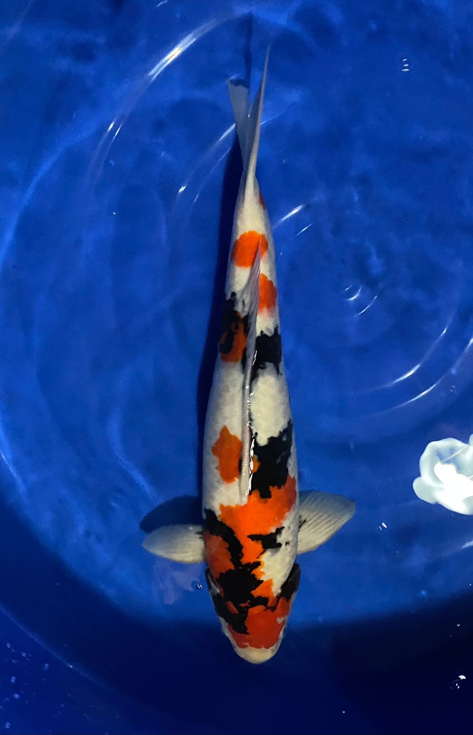 Juara 2