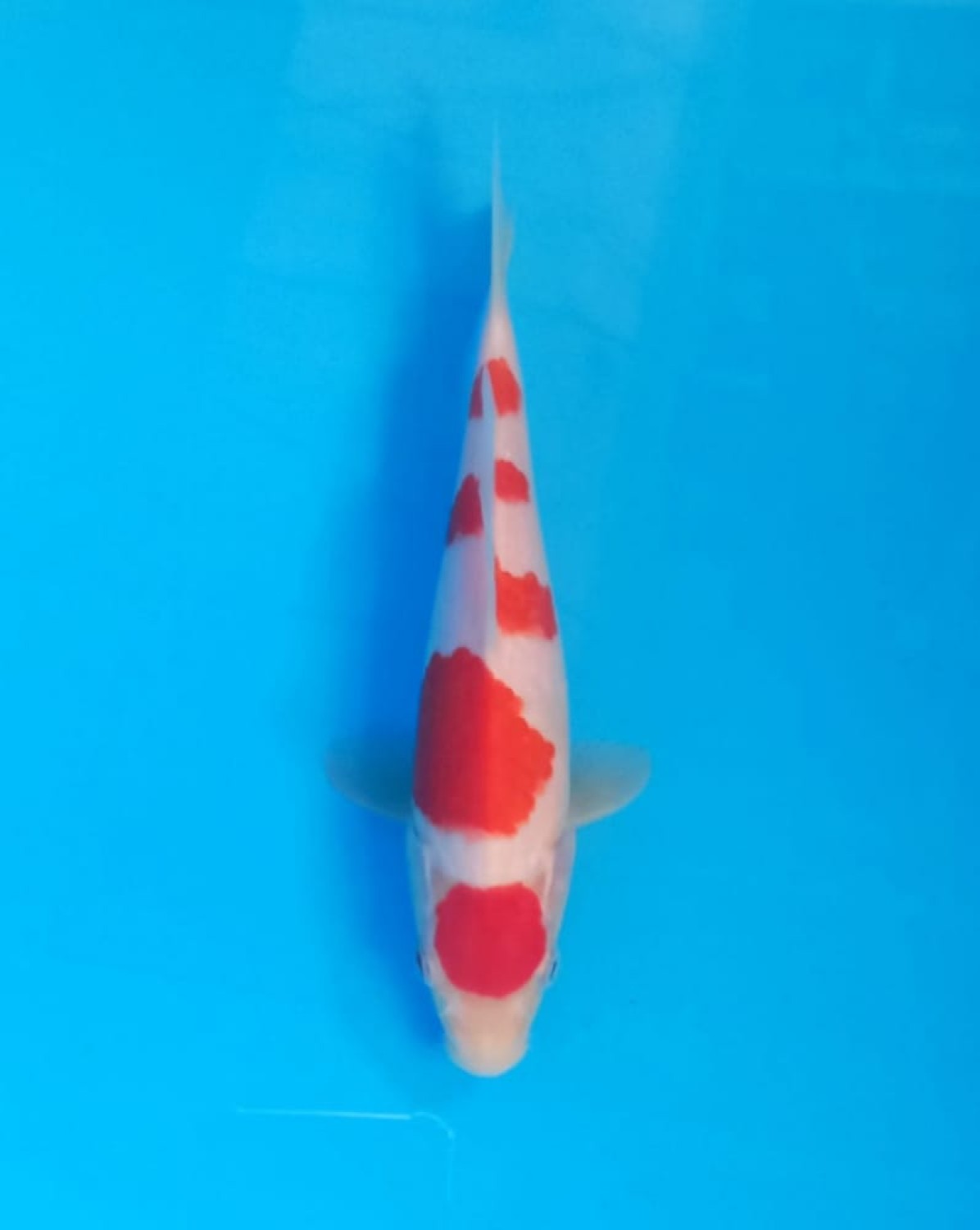 Best In Size A 21 - 25 cm