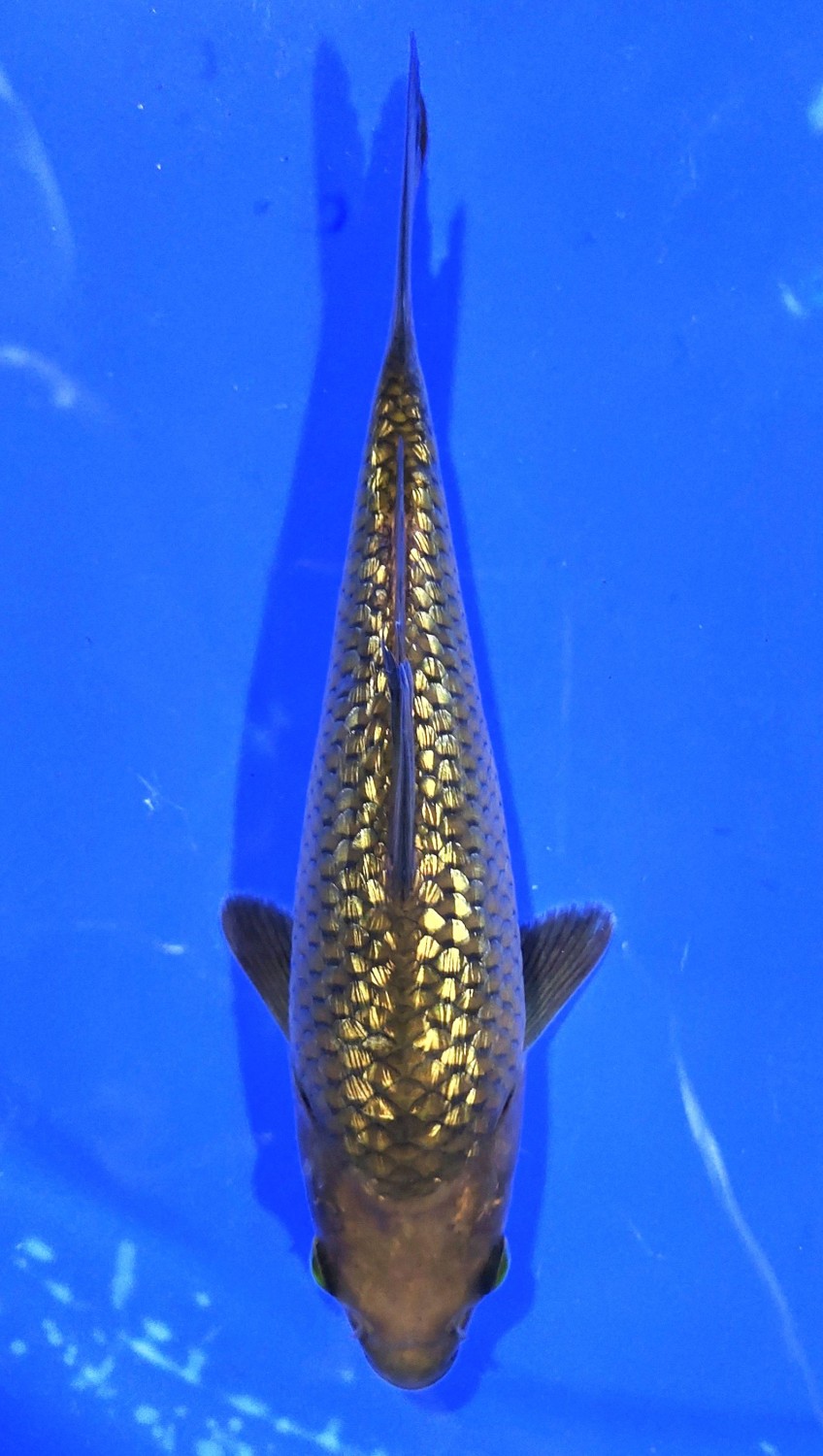 Juara 1