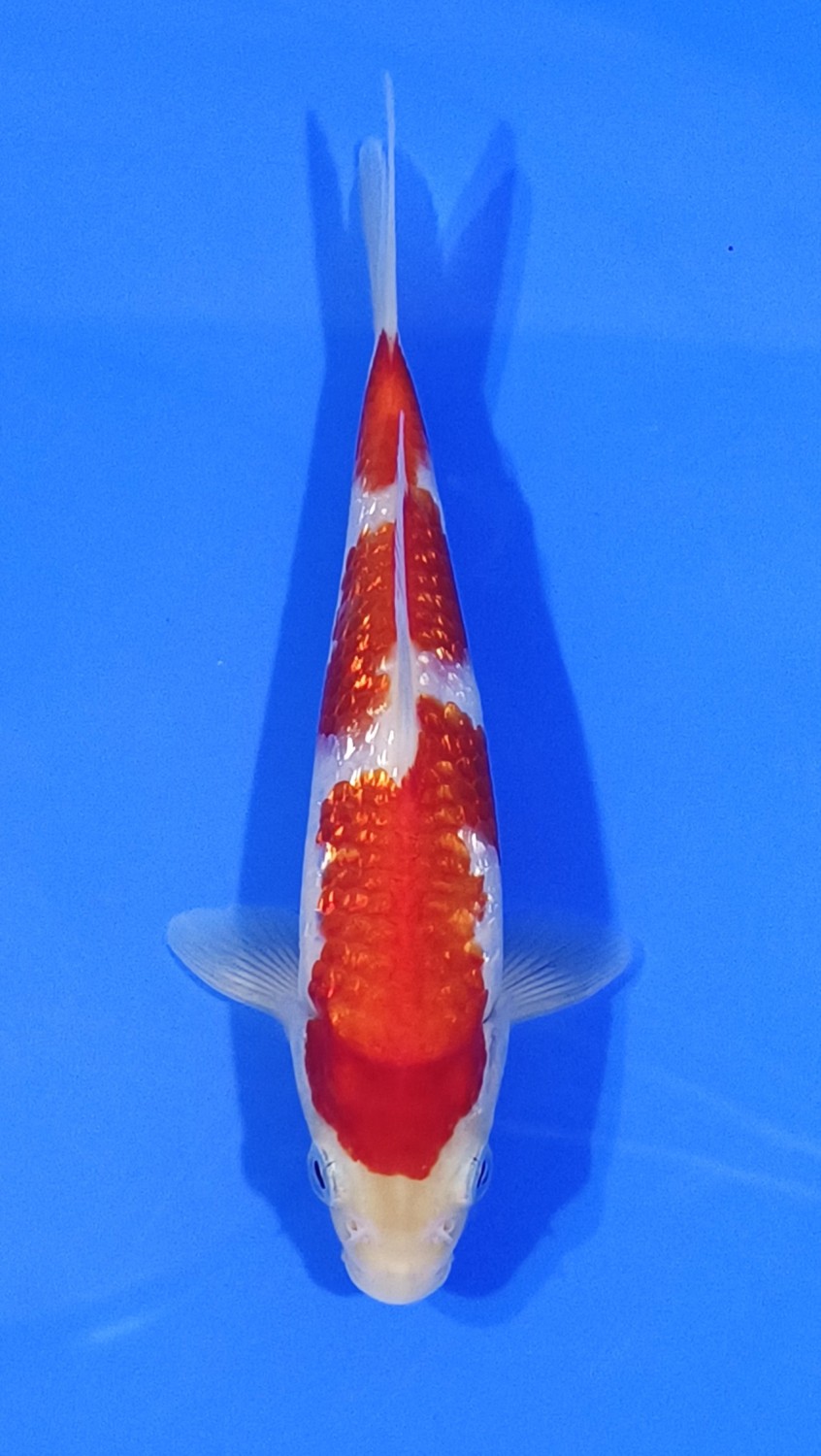 Juara 3