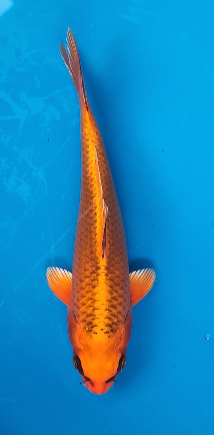 Juara 3