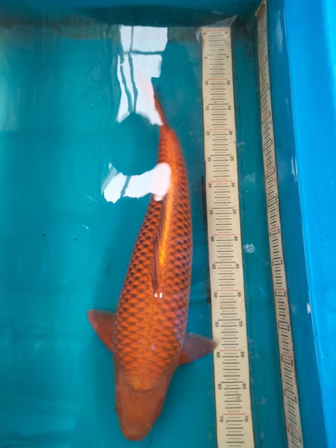Juara 1