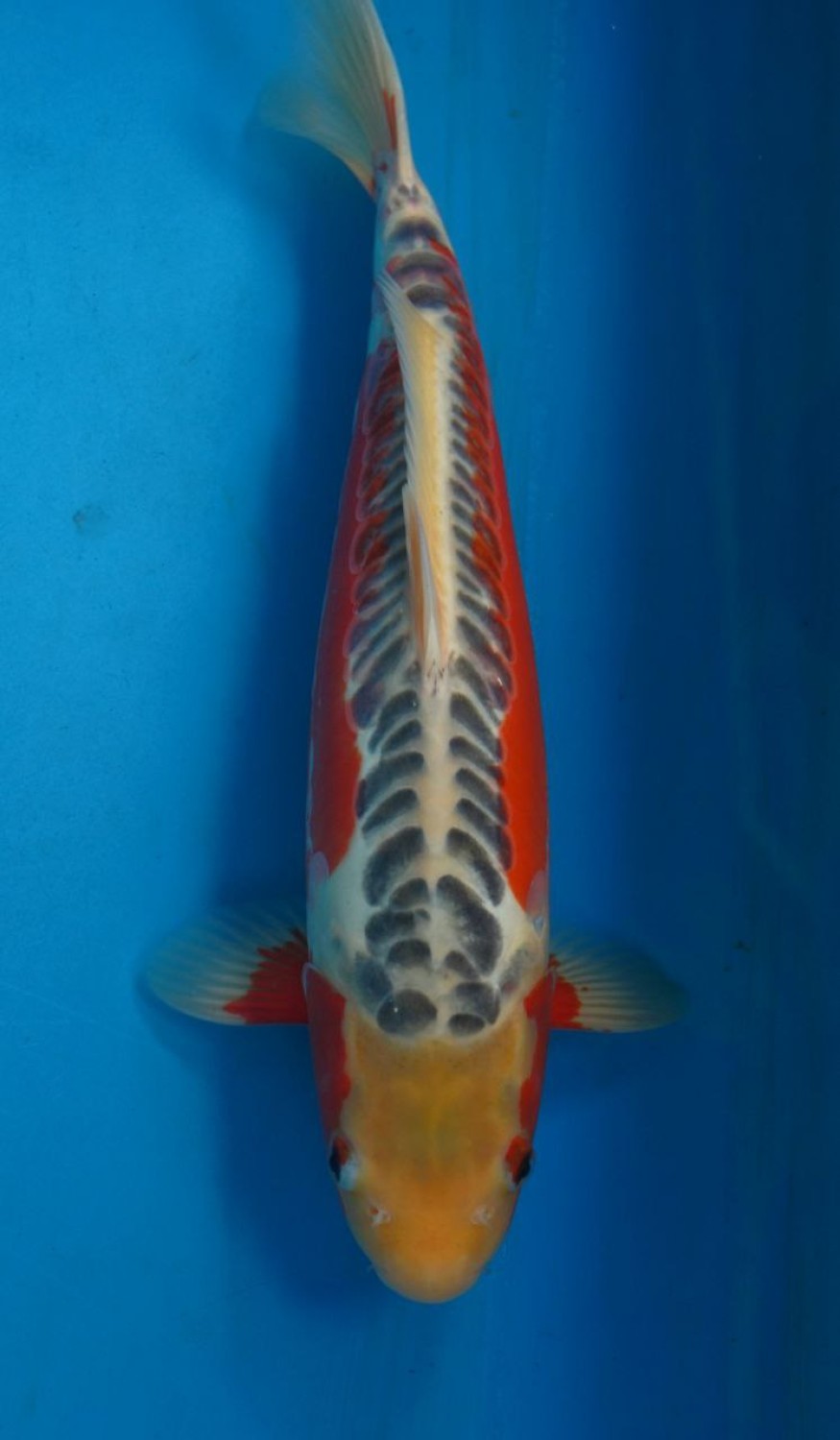 Juara 1