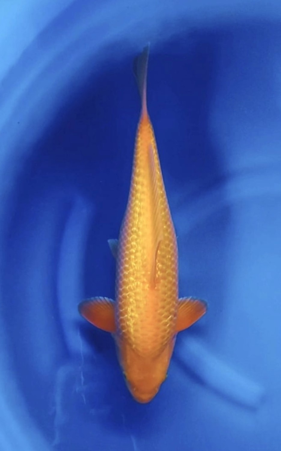 Juara 1
