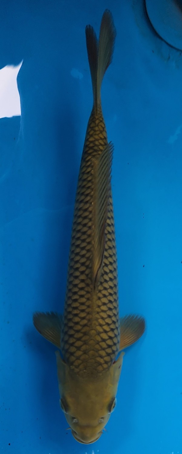 Juara 1