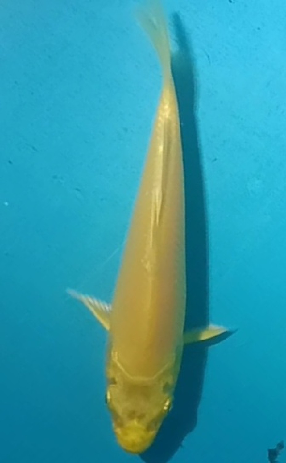 Juara 5