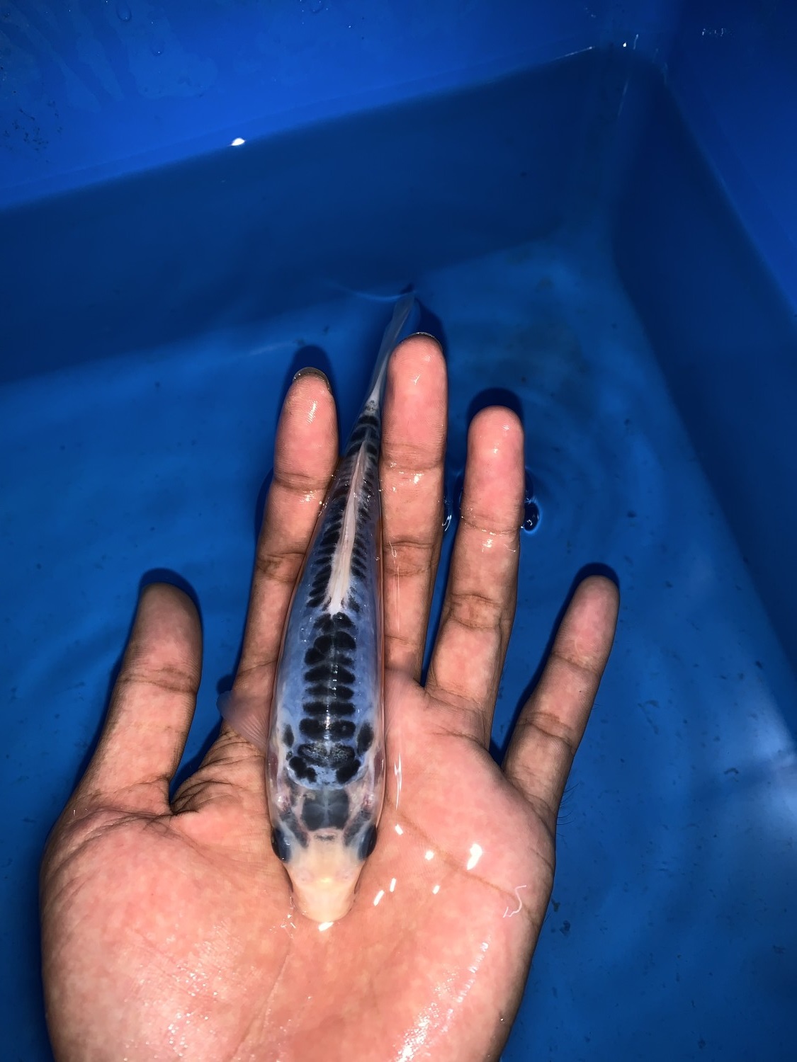 Best In Size D 13-15 cm