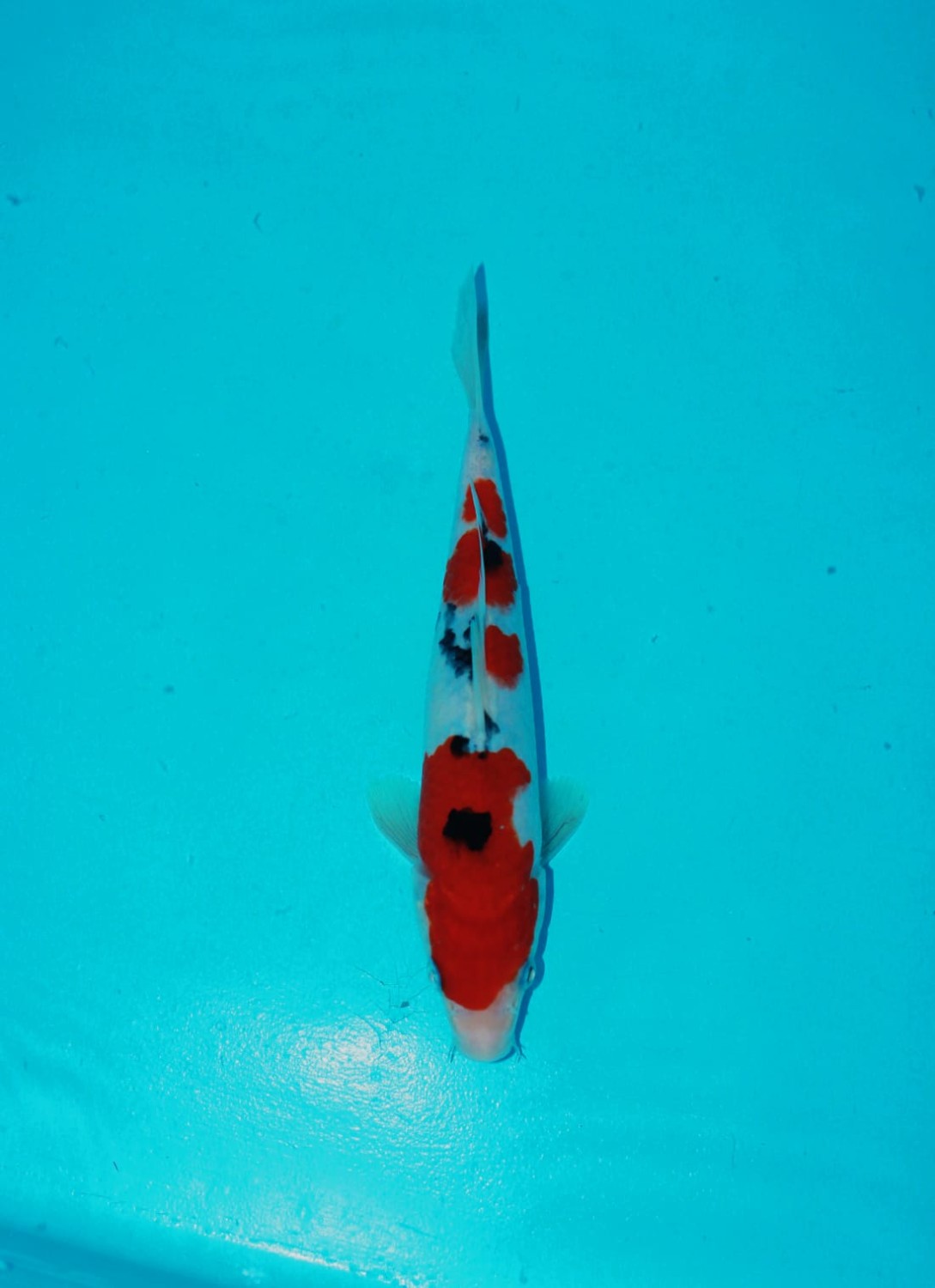 Juara 4
