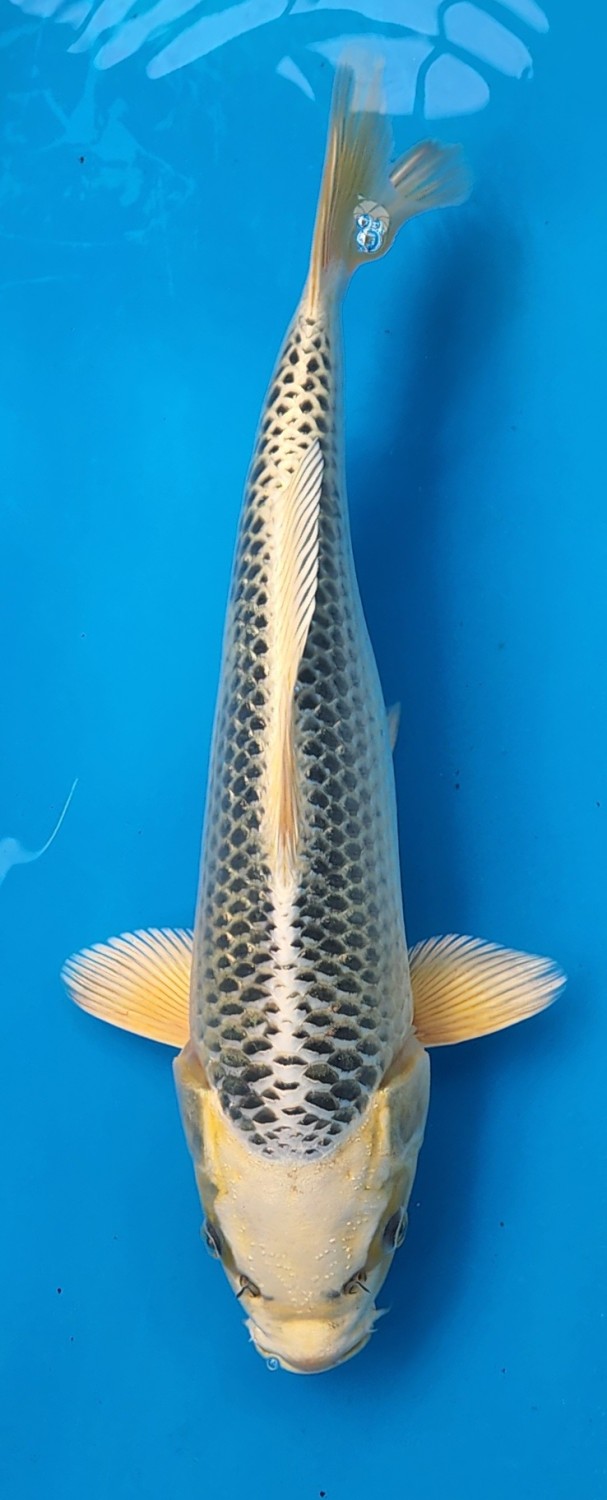 Juara 3