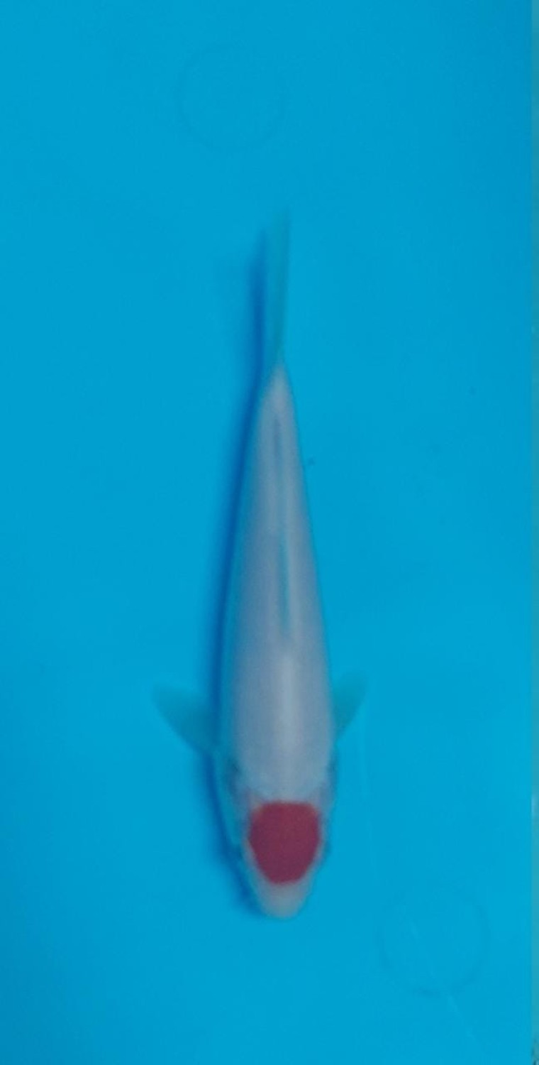 Best In Size C 13-15 cm