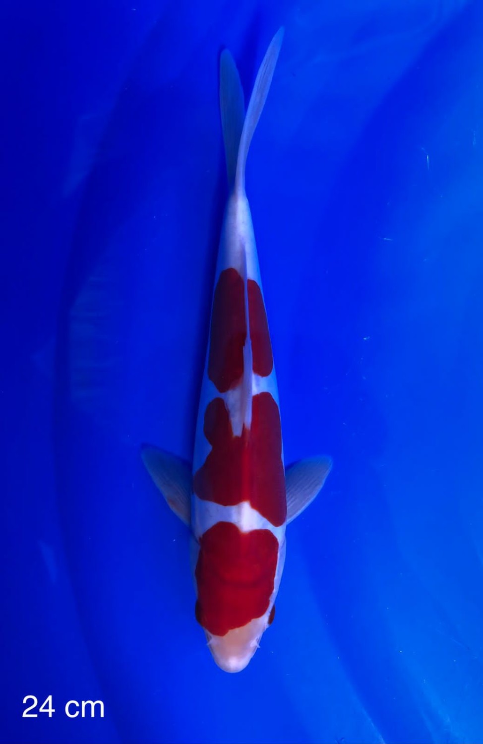 Juara 4