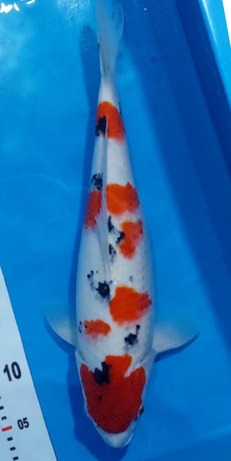 Juara 2