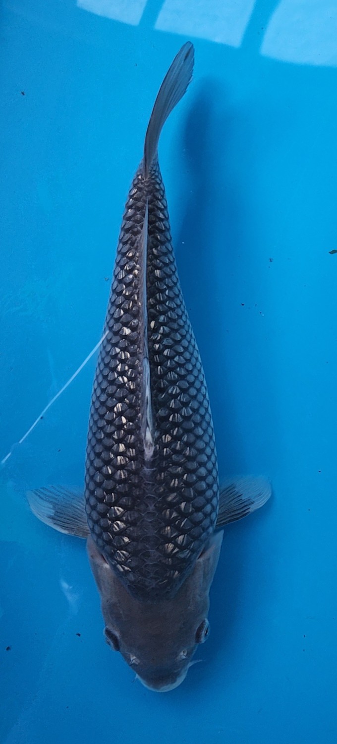 Juara 5
