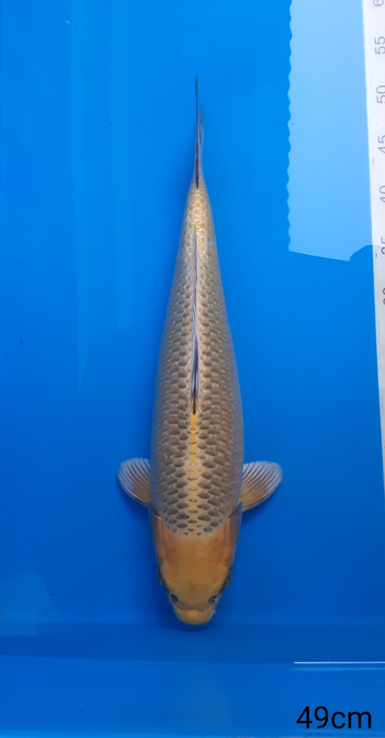Juara 2