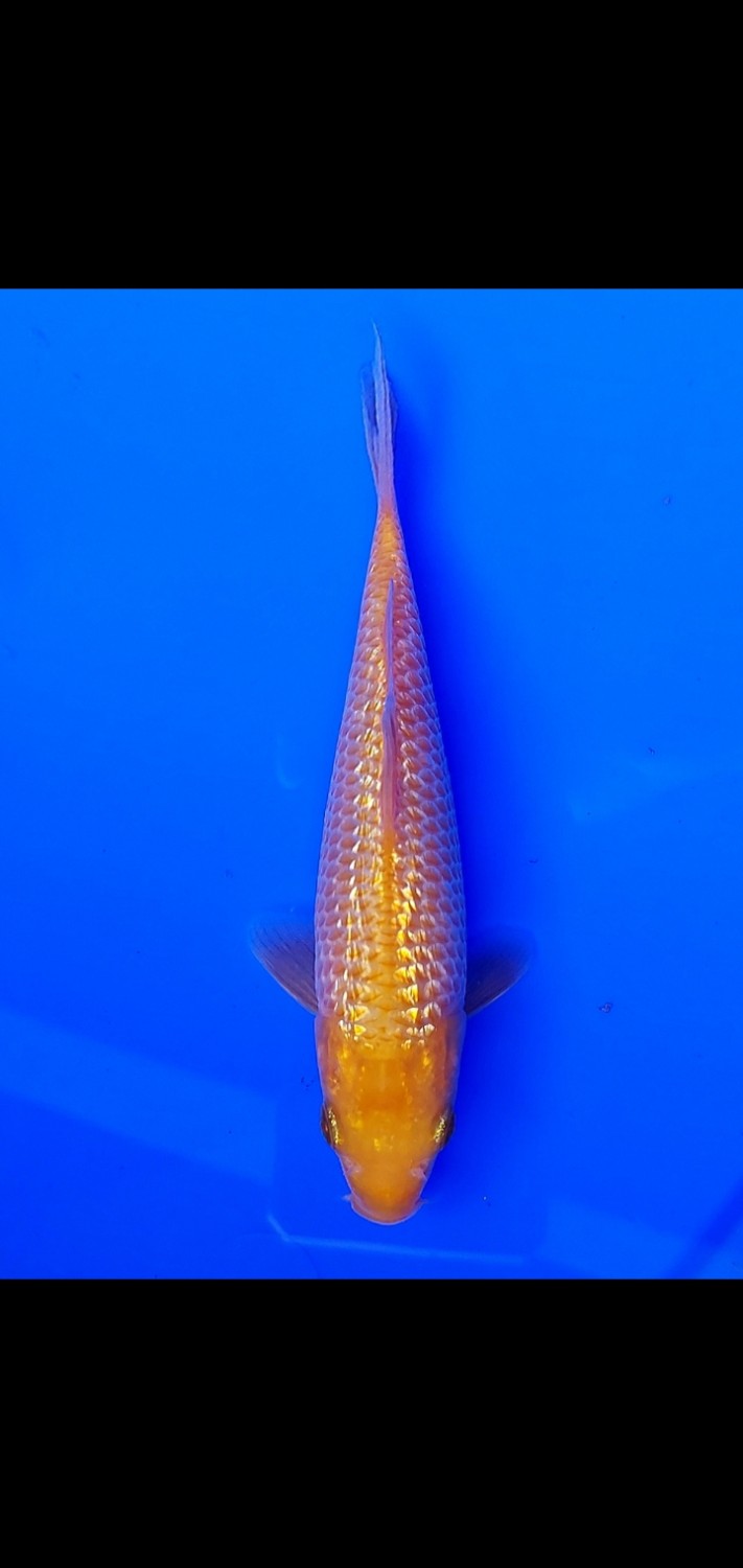 Juara 1
