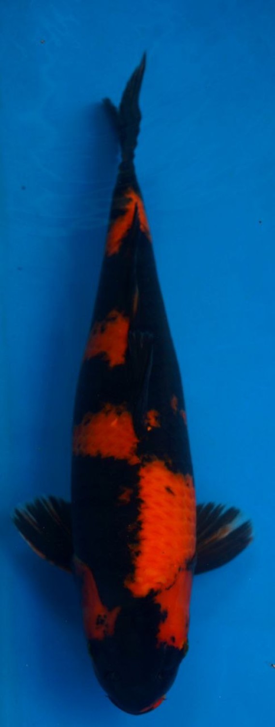 Best In Size D 46 - 50 cm