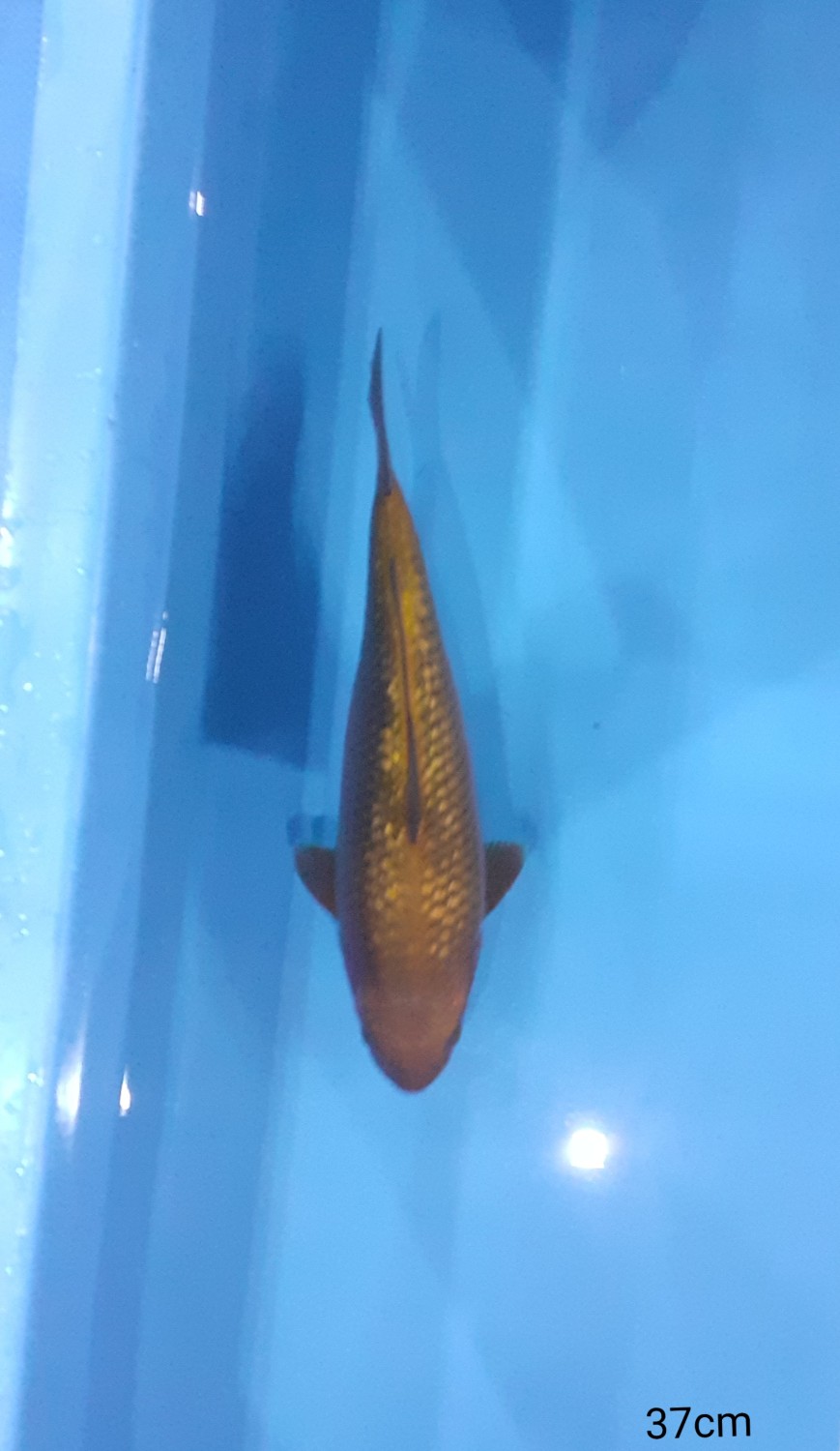 Best In Size E 36 - 40 cm