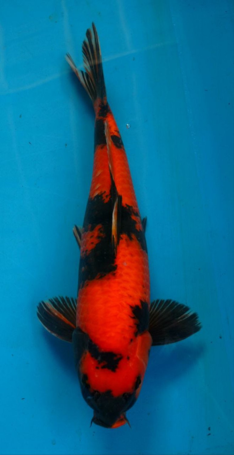 Best In Size D 36 - 40 cm