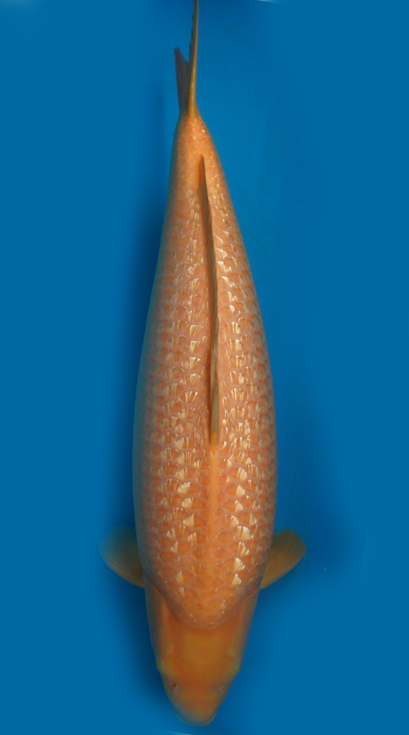 Best In Size E 66 - 70 cm