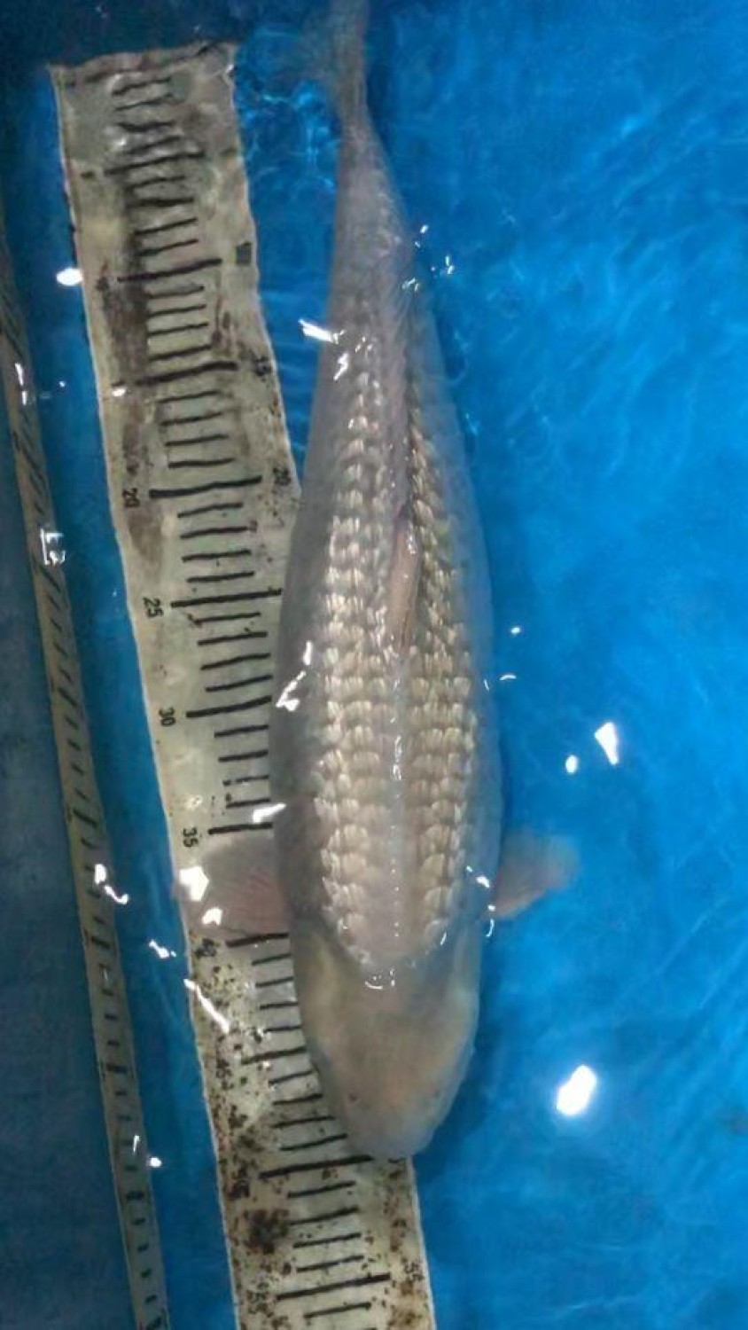 Juara 1