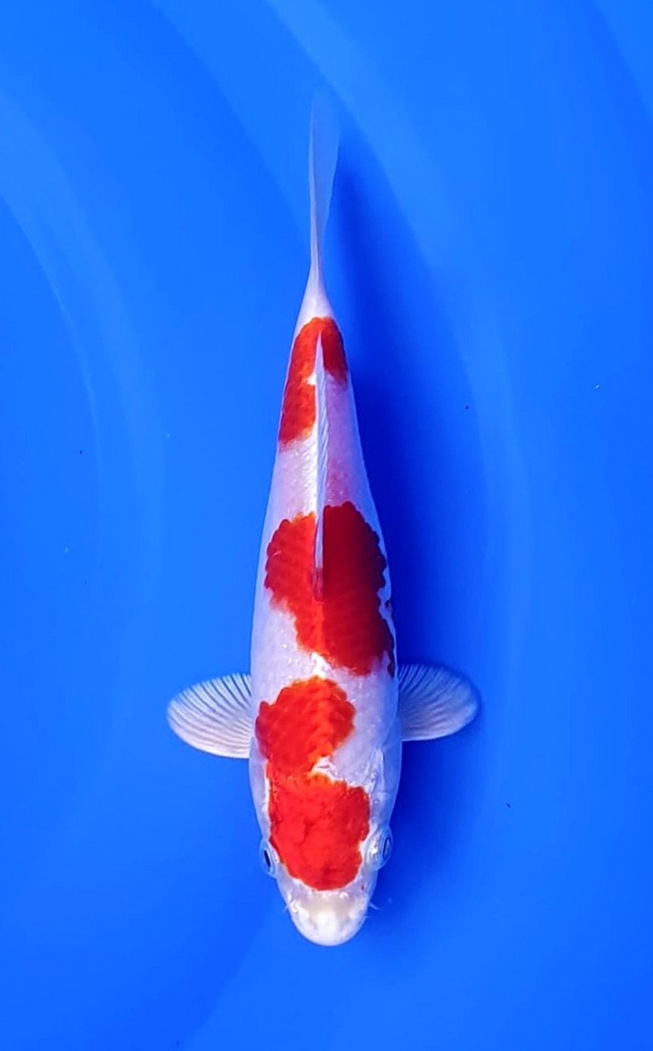 Juara 2