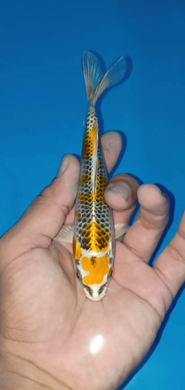 Juara 2