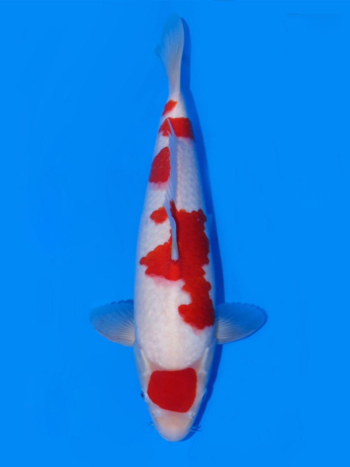 Juara 1