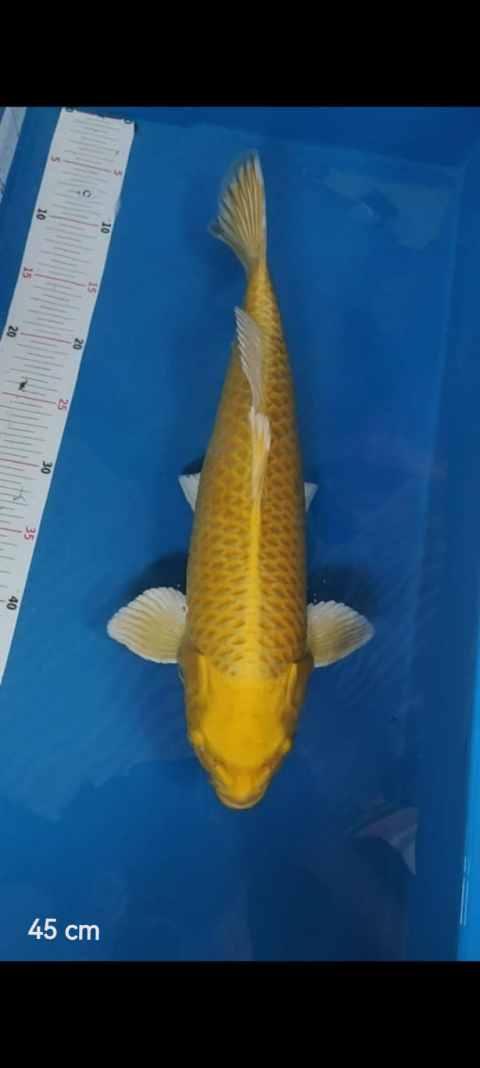 Juara 2