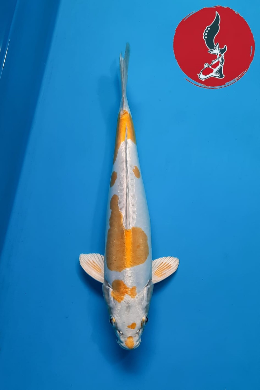 Juara 2