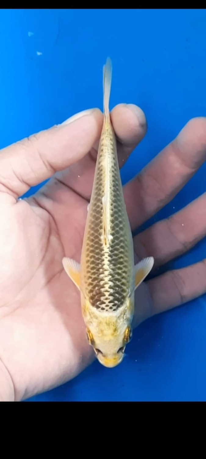 Juara 5