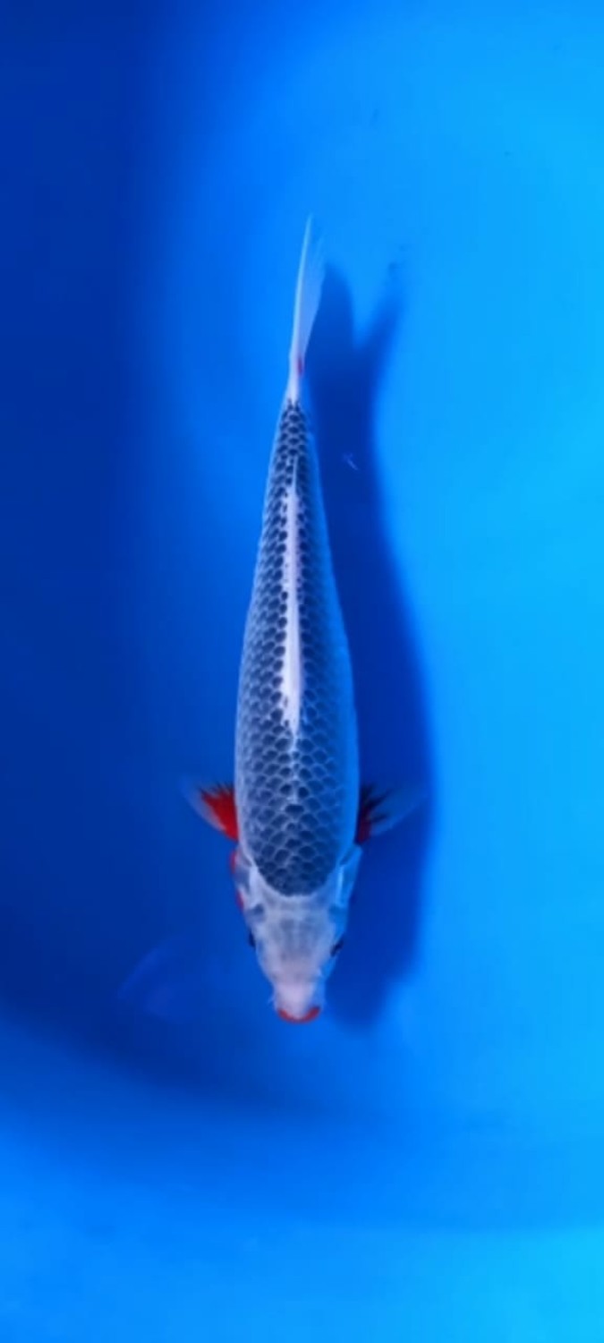 Juara 3