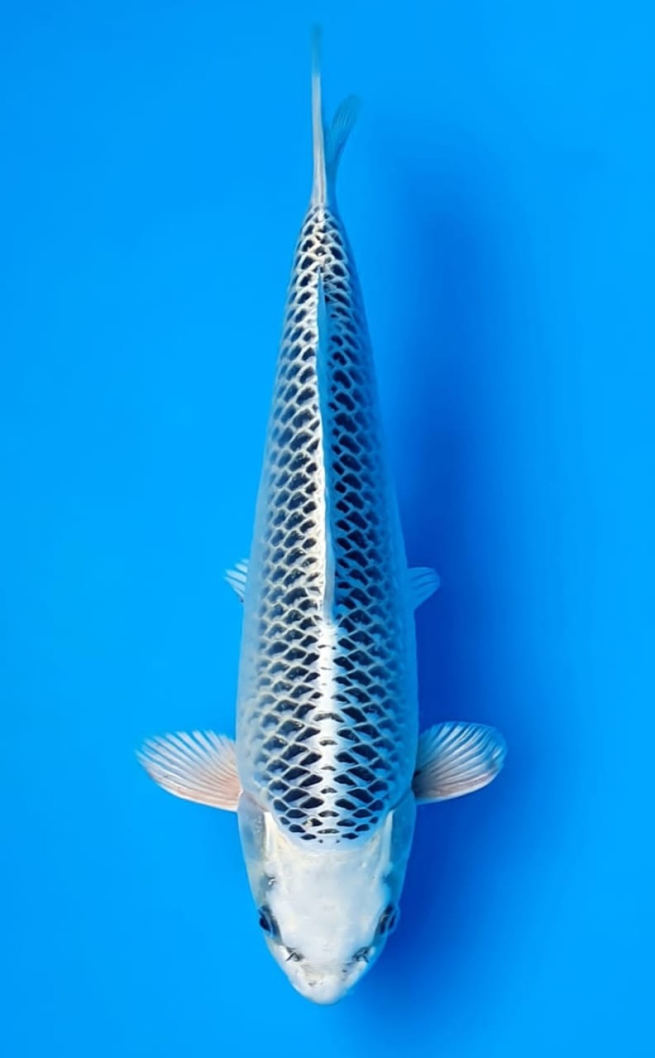 Juara 2