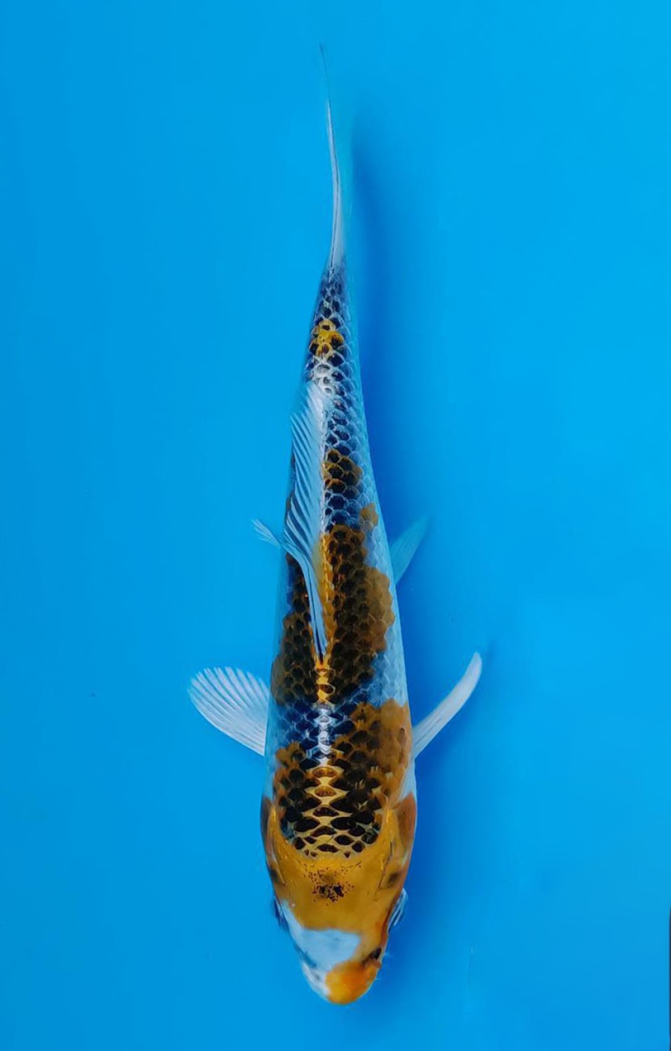 Juara 5