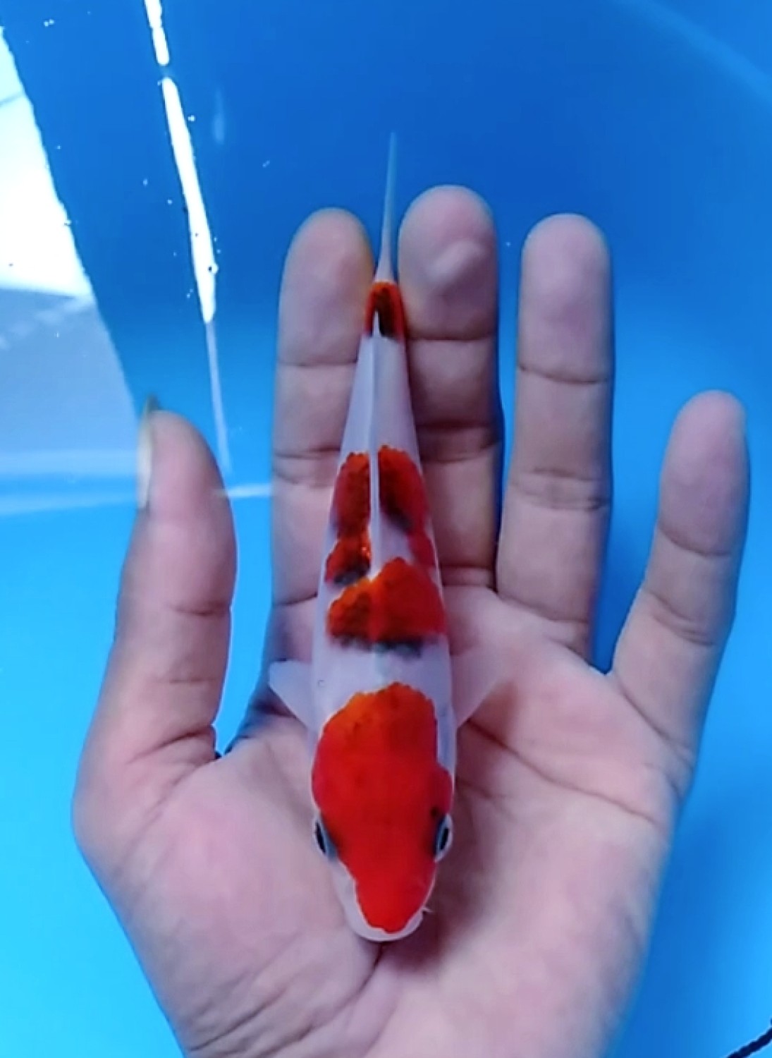 Juara 1
