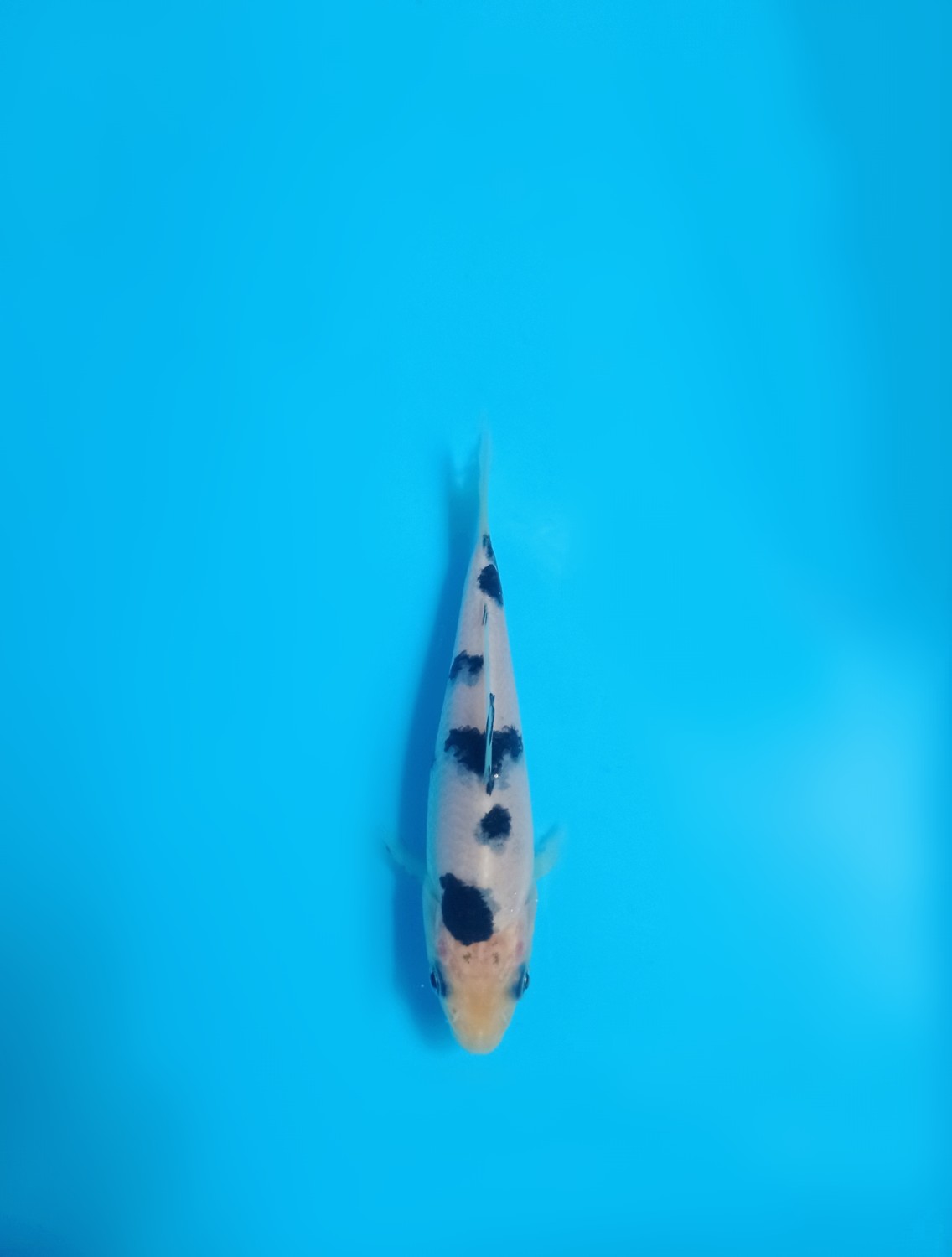 Juara 2