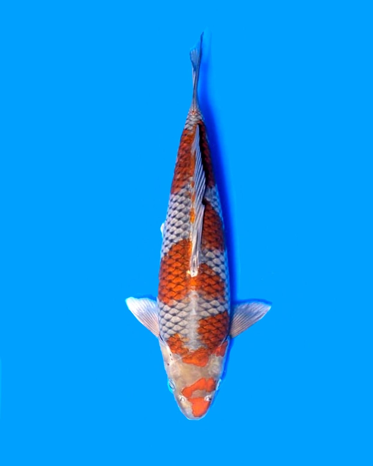 Juara 2