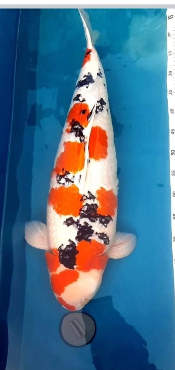 Juara 2