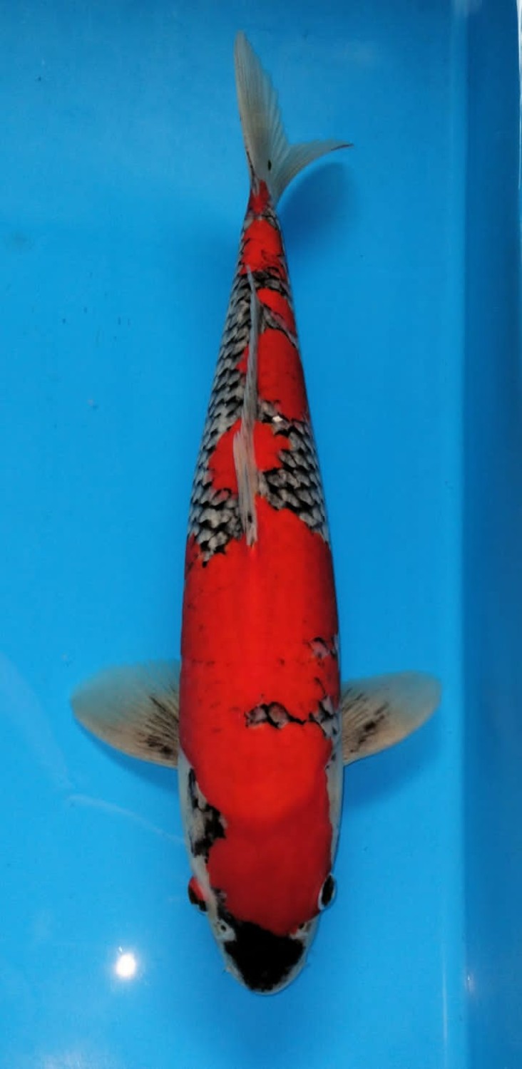 Best In Size B 41-45 Cm