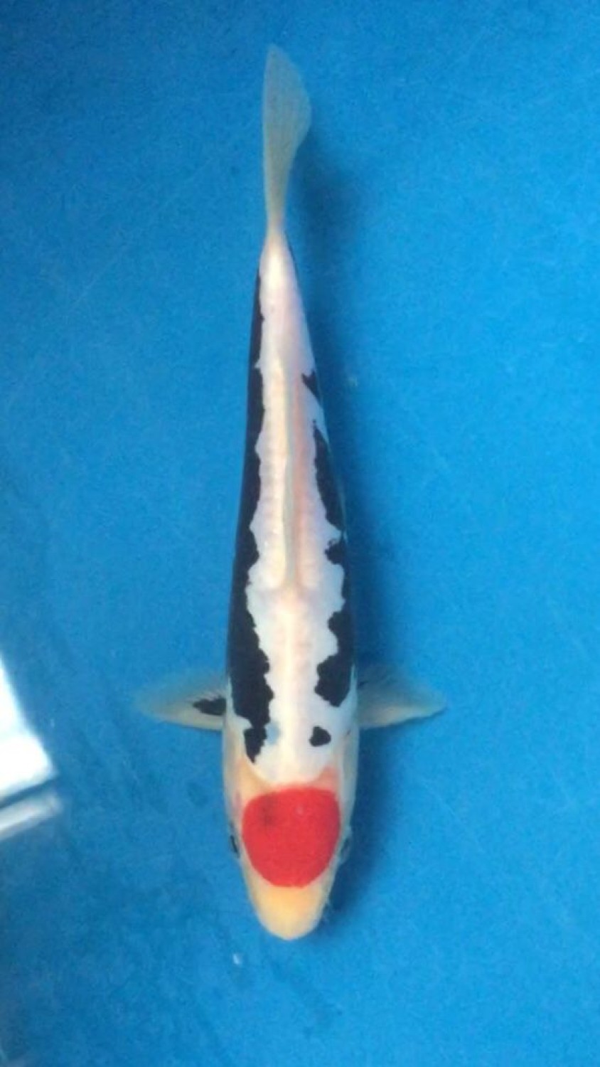 Juara 5