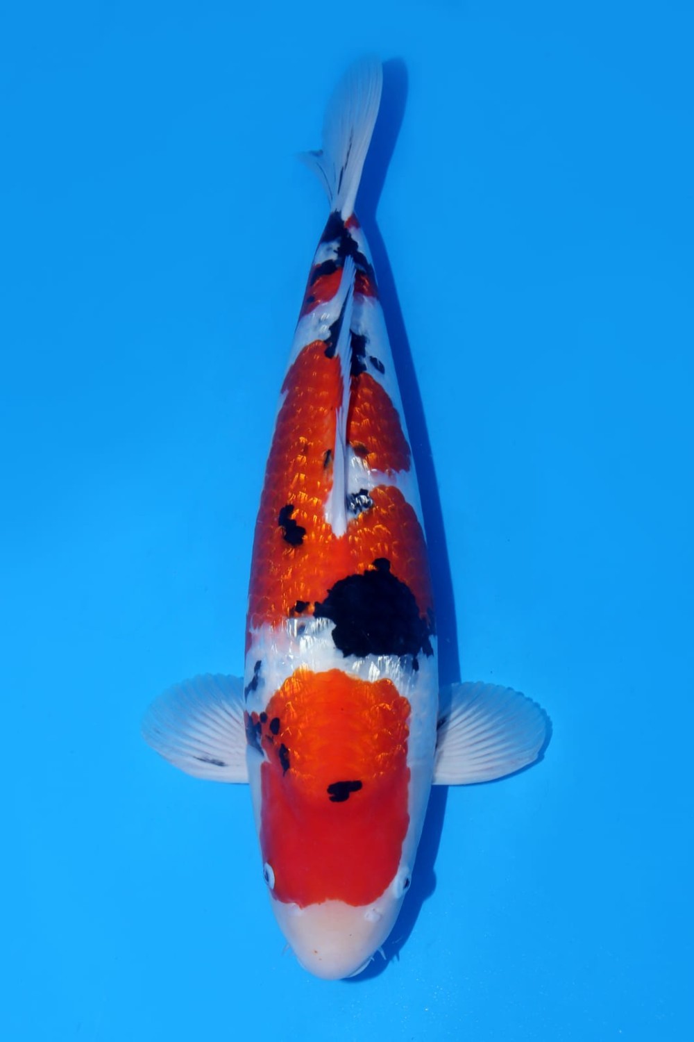 Juara 1