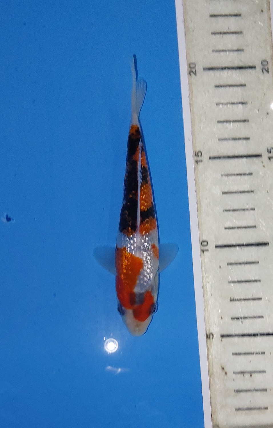 Best In Size B 13-15 Cm