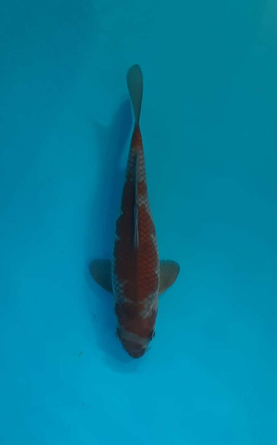 Juara 1