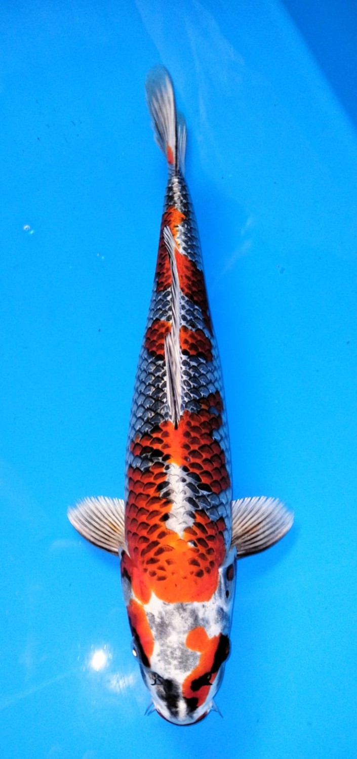 Juara 3