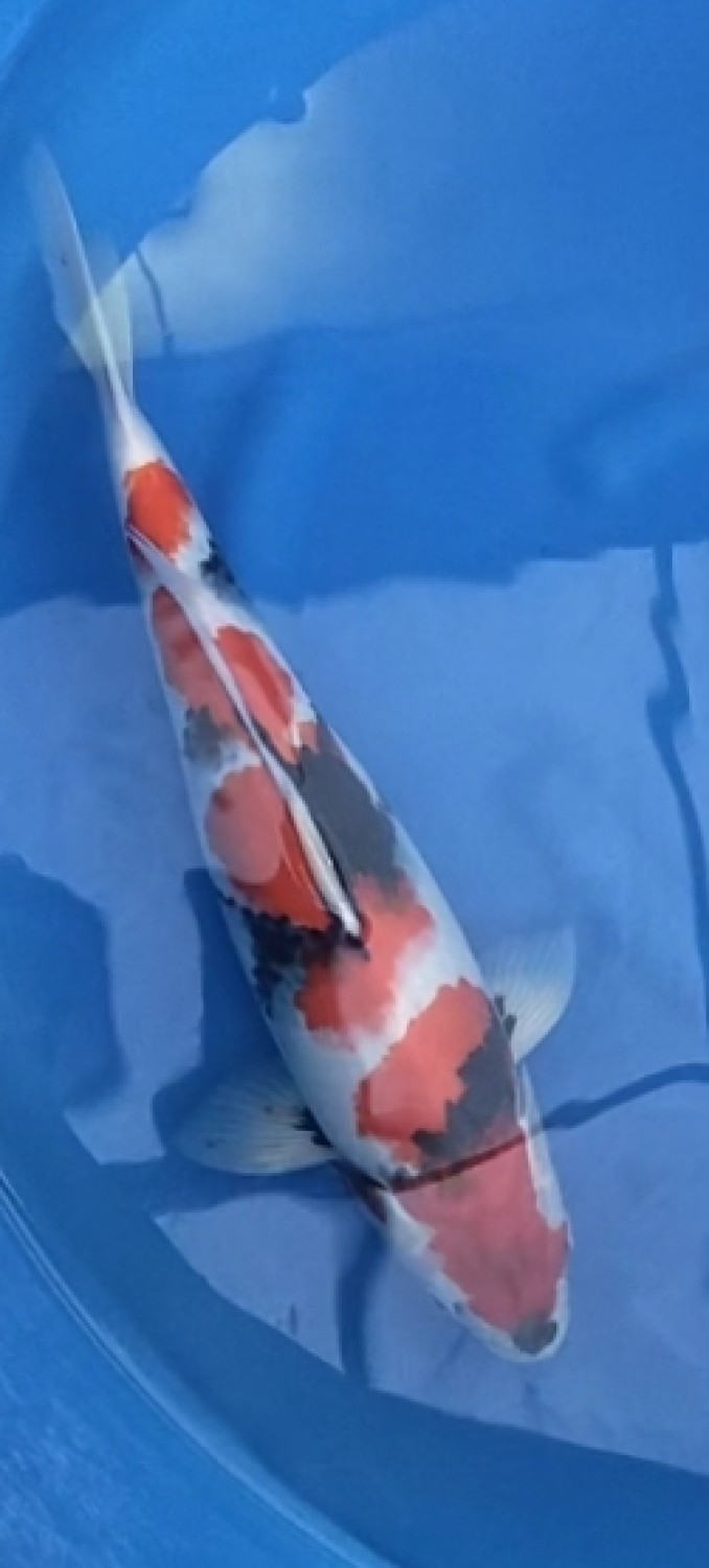 Juara 5